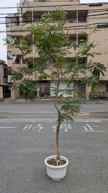 エバーフレッシュA967