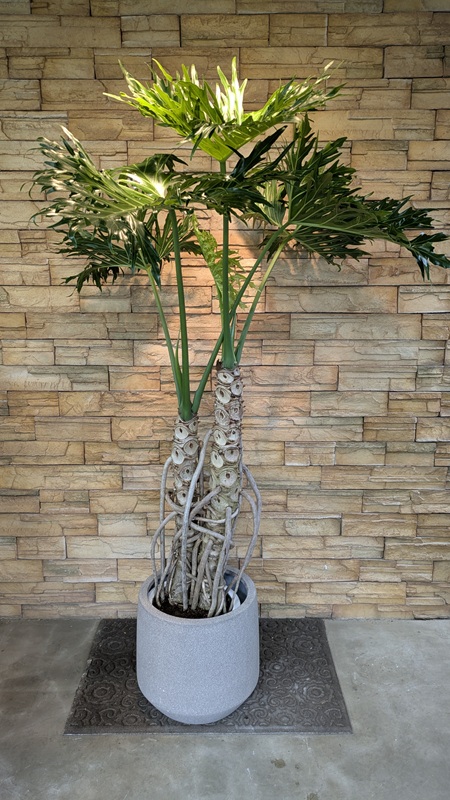 お値引きしました！【大型観葉植物】ガーデンセローム セローム96｜観葉植物専門店「ワールドガーデン」