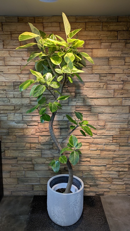 大鉢】観葉植物一覧｜都内最大級の観葉植物専門店「ワールドガーデン」