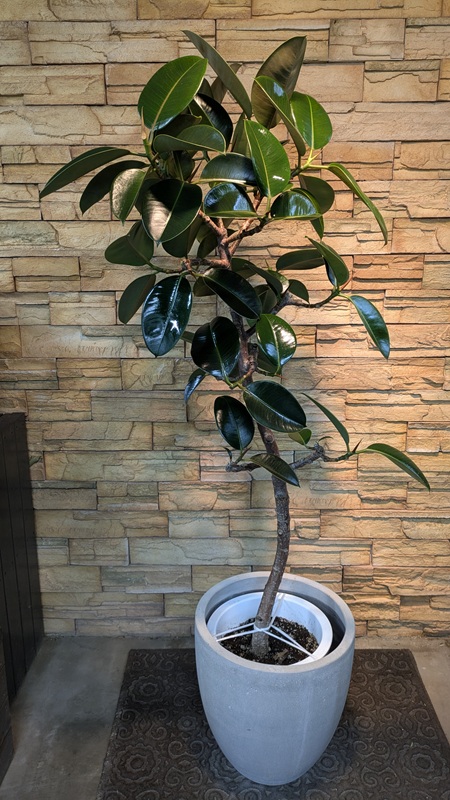 大鉢】観葉植物一覧｜都内最大級の観葉植物専門店「ワールドガーデン」