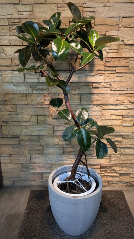 大鉢】観葉植物一覧｜都内最大級の観葉植物専門店「ワールドガーデン」