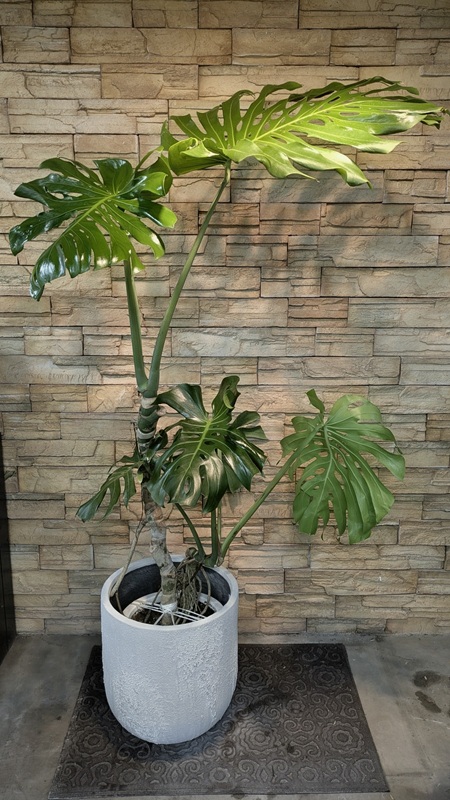 幹立ちモンステラB91