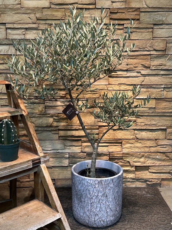 オリーブ・ピクアルA621