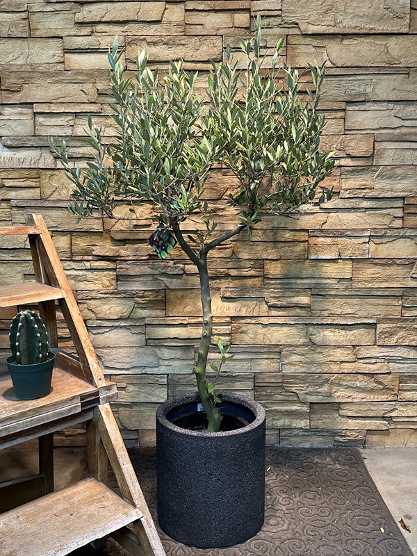 オリーブ・ミッションA623