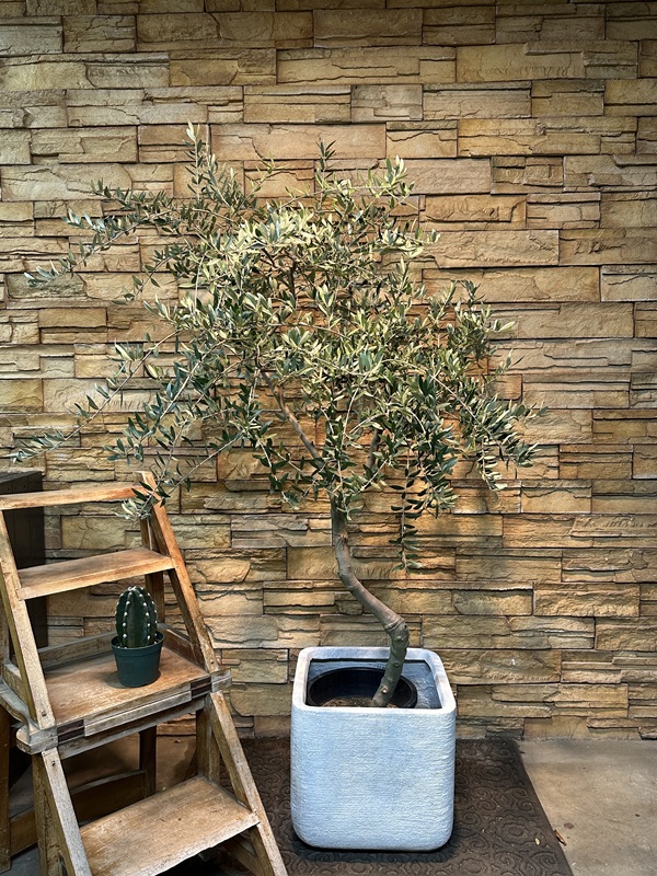 オリーブ・ペンドリノA625