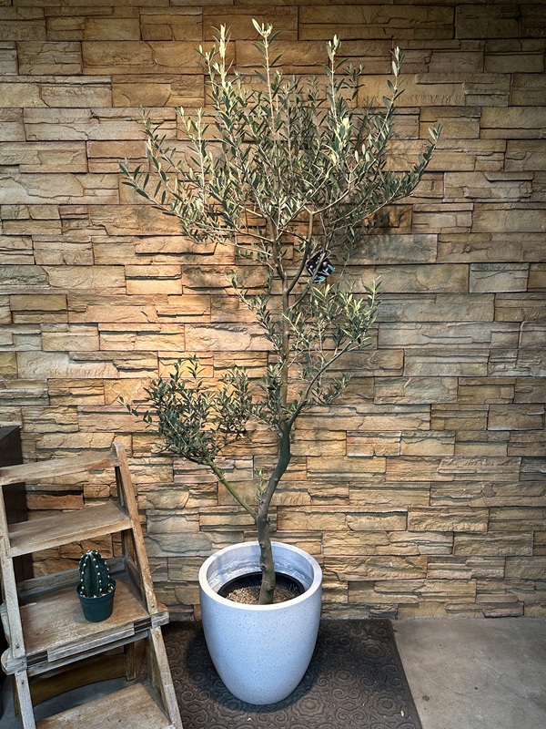 オリーブ・マンザニロA618