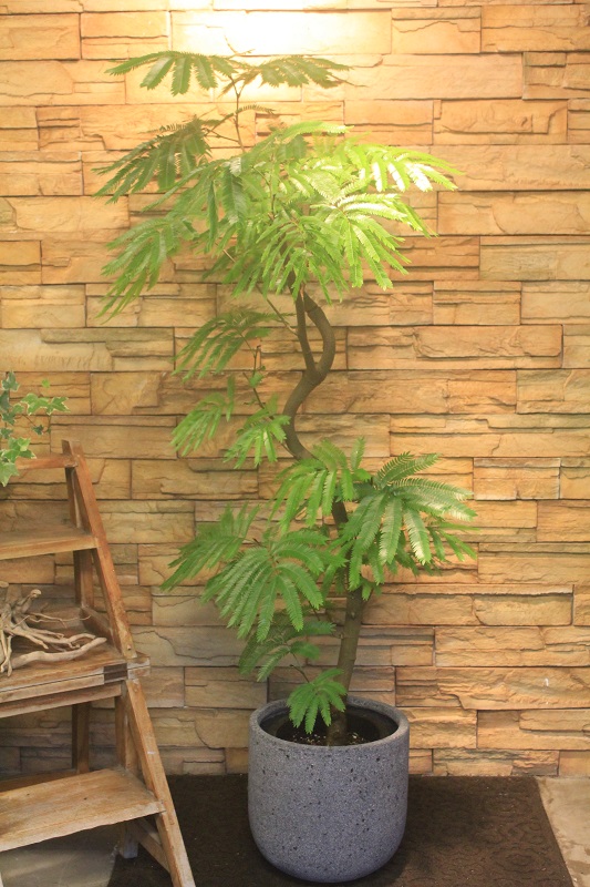 観葉植物 エバーフレッシュ 8号 ネムノキ 中鉢 84 Off ネムノキ