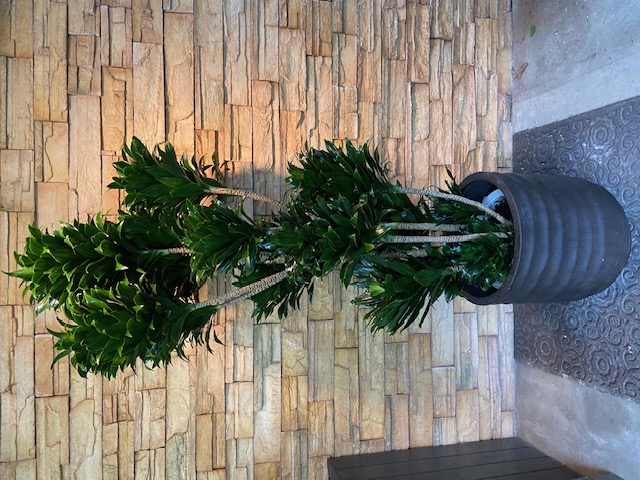 ドラセナ・コンパクタA970