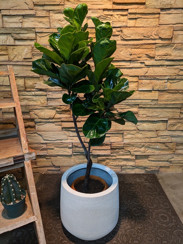 カシワバゴムA676